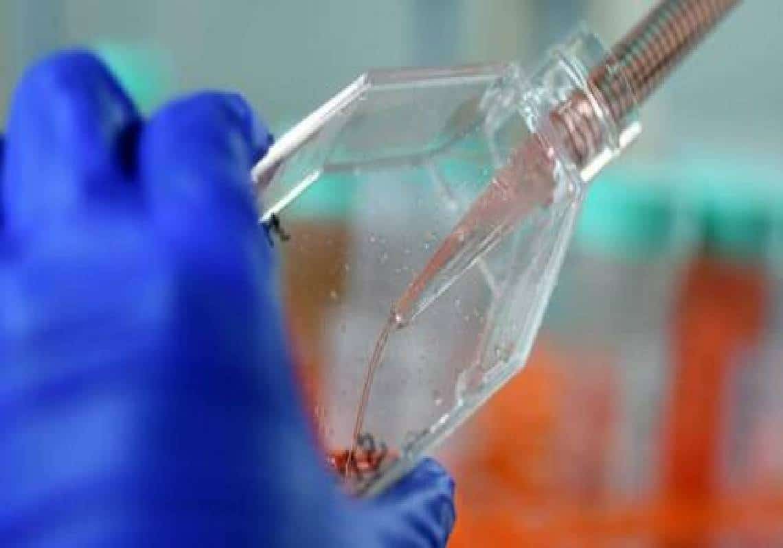 מדענים אירופאים הצליחו למצוא חומר גנטי הקושר את נגיף הקורונה למעבדה בווהאן