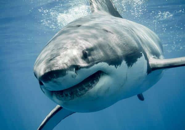 המלחמה בציד לא החוקי: הורשע דייג שירה למוות בכריש לבן