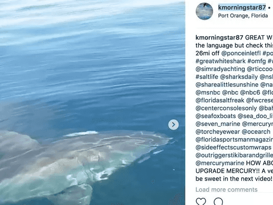 פלורידה: כריש לבן בגודל עצום נצפה ליד סירת דייגים