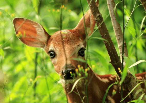 עונש מקורי לצייד לא-חוקי: לצפות בסרט "במבי" לפחות פעם בחודש