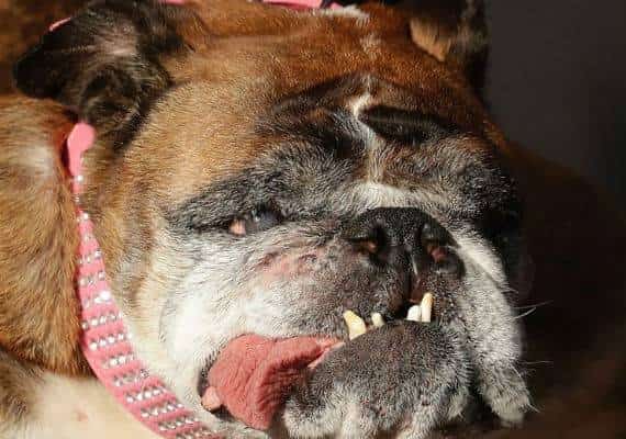 תחרות הכלב המכוער בעולם הסתיימה, ויש זוכה מכוער במיוחד