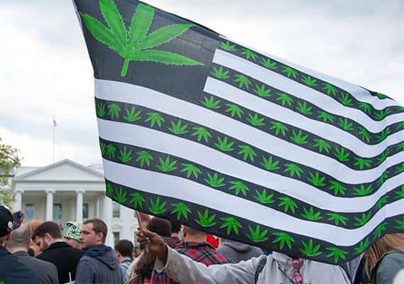 חסינה בפני דמוגרפיה: התמיכה בלגליזציה של קנביס שוברת שיאים