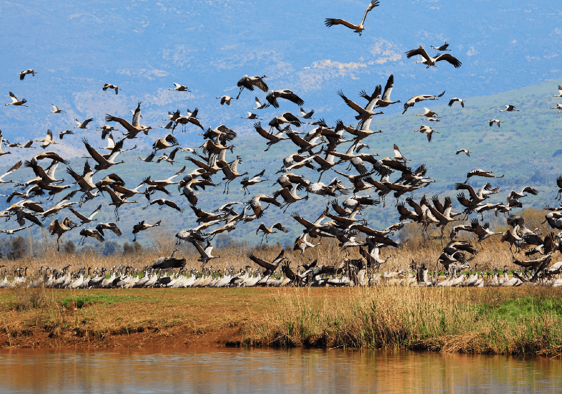 התפרצות קשה של שפעת העופות בישראל – מדענים חוששים מ"אסון הומני" 