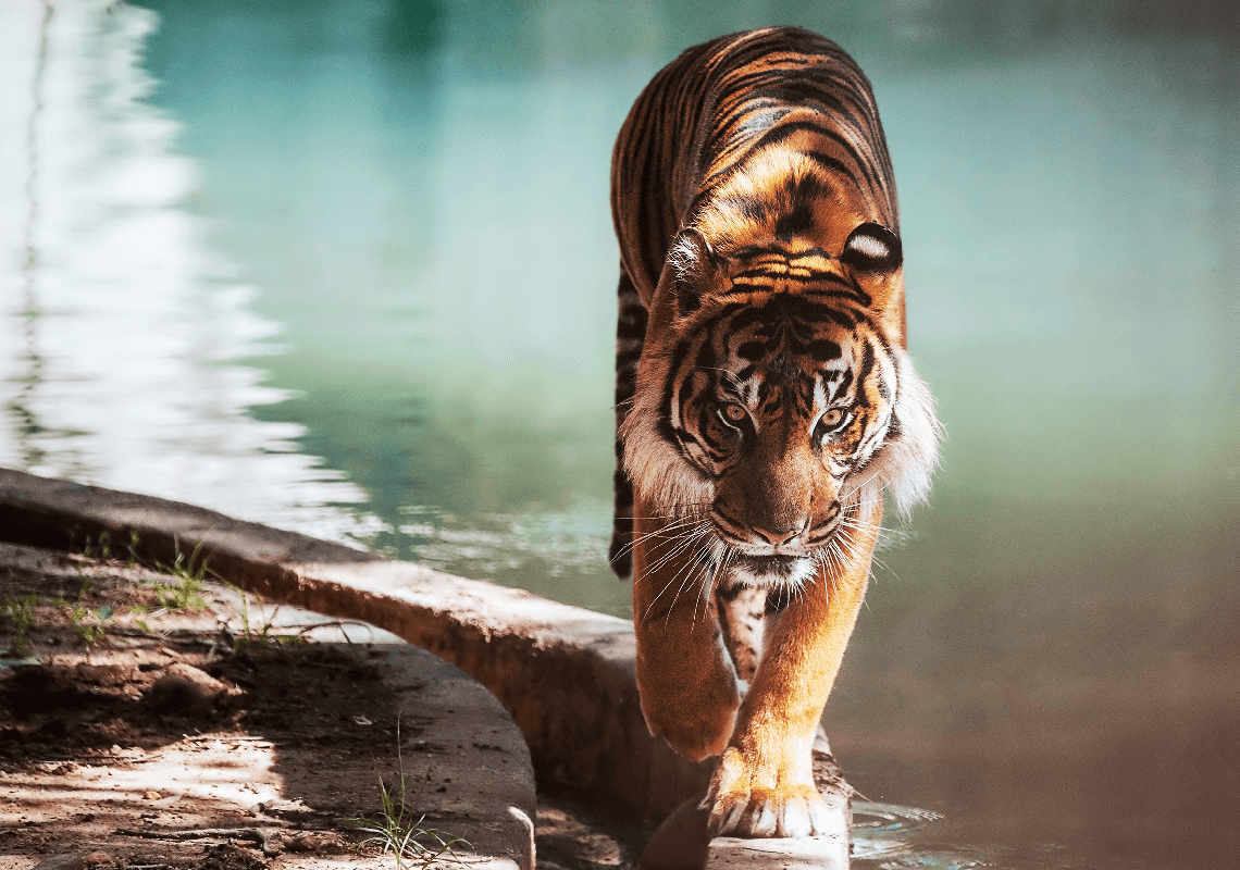 אריות ונמרים בגן החיות הלאומי בוושינגטון נדבקו בקורונה