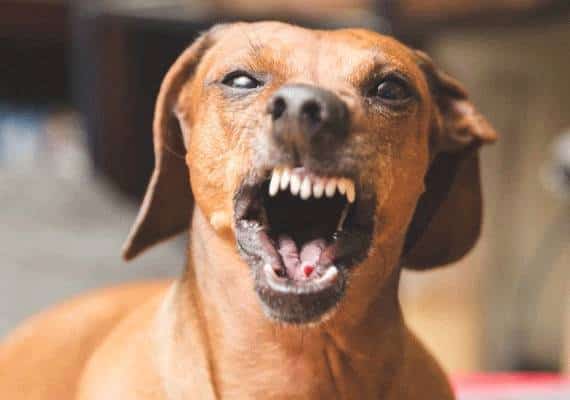 מחריד: הותקפה למוות על ידי להקת כלבים בפתח ביתה 