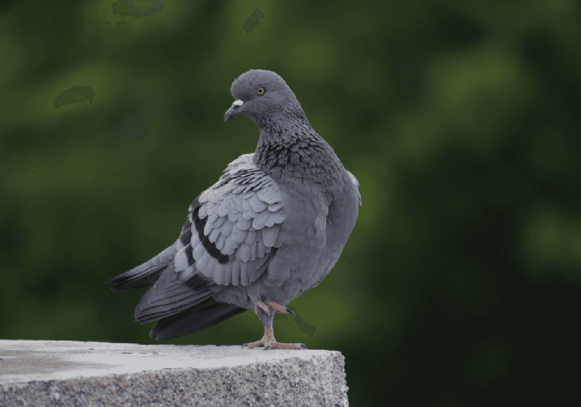 אסירים בקנדה תופרים תיקים ליונים - כדי שיבריחו סמים לבית הכלא 