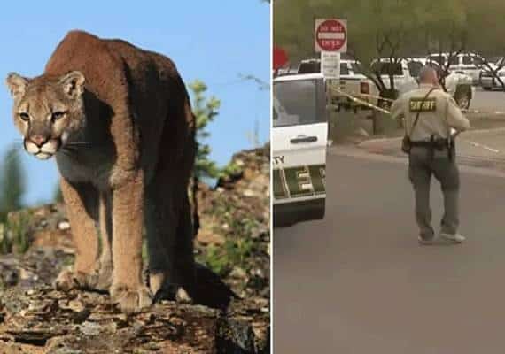 "סכנה ממשית לביטחון הציבור": שלוש פומות אכלו גופת אדם ונורו למוות