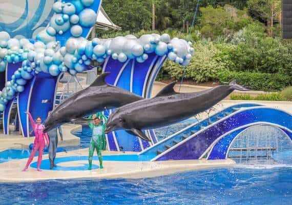 "מופעי קרקס מגוחכים": דרישה להפסקת מופעי הדולפינים בסי וורלד