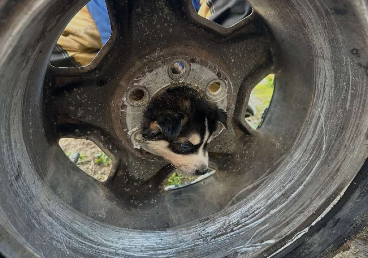 קליפורניה: כך חילצו לוחמי האש גור קטן שנתקע במרכז גלגל מכונית