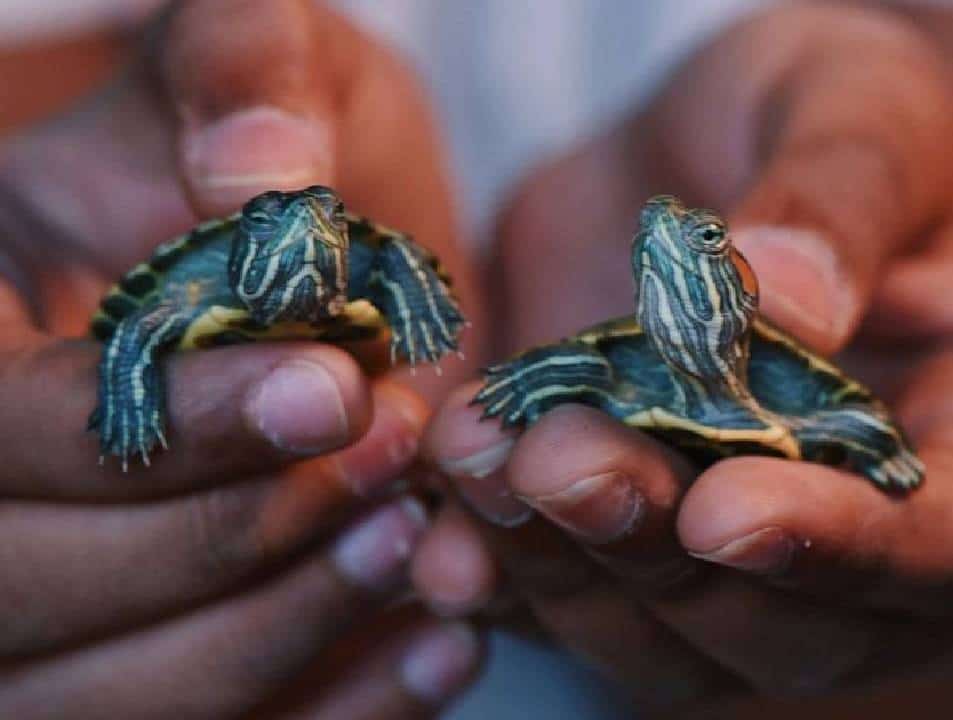 ה-CDC: ‏התפרצות סלמונלה ב -11 מדינות קשורה לחיות מחמד ביתיות