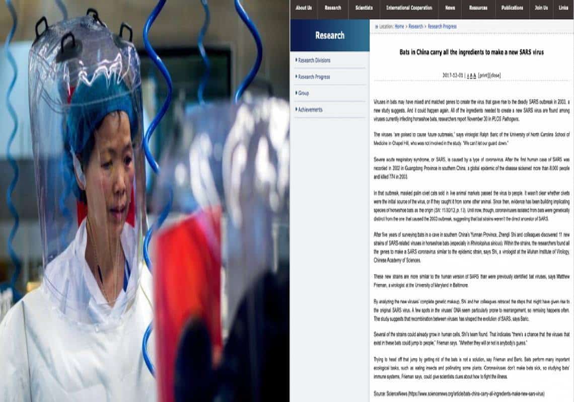 דו"ח סיני עם הכותרת "עטלפים ככלי ליצור וירוס SARS חדש" פורסם, פאוצ'י ידע והמשיך לתת כסף אמריקני