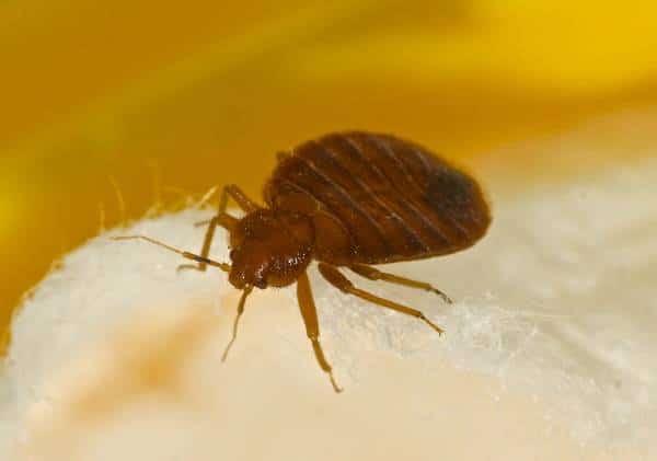 מתקפת פשפשי המיטה: תושבי ניו יורק ולוס אנג'לס בקו הסכנה