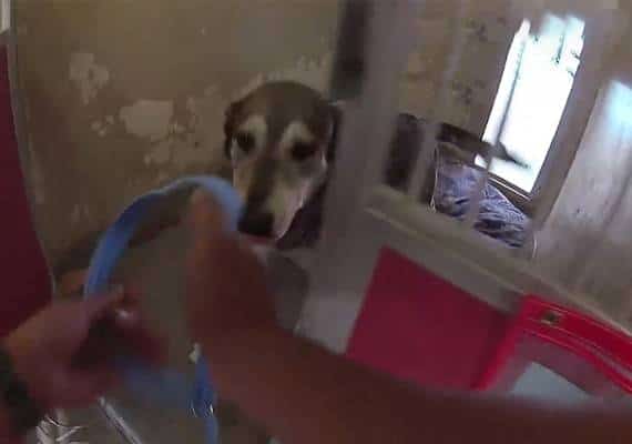 צפו: כך פונה מקלט לבעלי חיים במהלך שריפה בקליפורניה