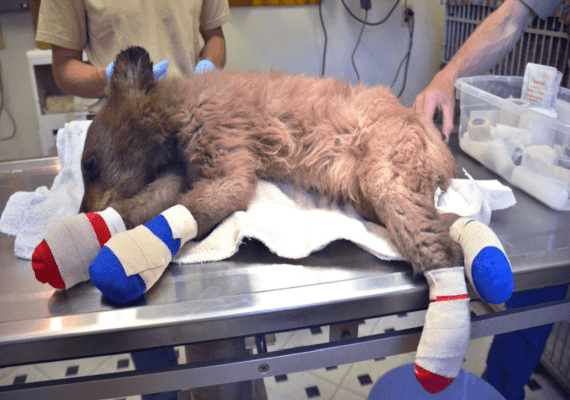 קולורדו: חיות הבר נפגעות בשל השריפות, גורת דובים נצלה לאחר שנכוותה באש