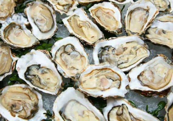 פלורידה: בן 71 מת מזיהום בקטריאלי בעקבות אכילת צדפה