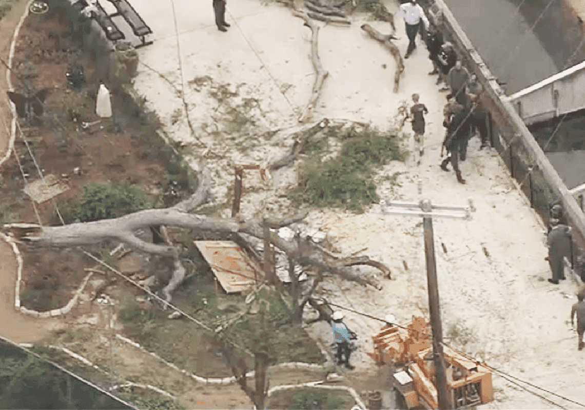 חמישה ילדים ושני מבוגרים נפצעו מקריסת עץ בגן החיות של סן אנטוניו 