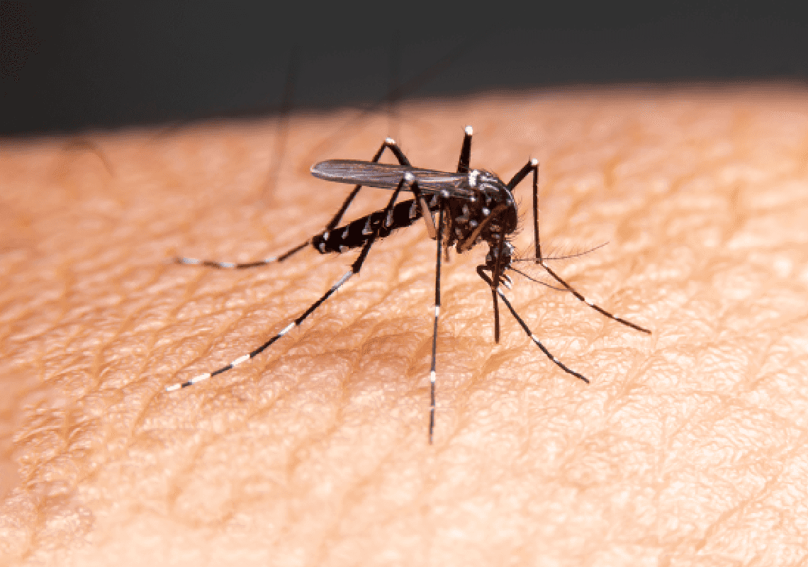 מיליארדי יתושים מהונדסים גנטית ישוחררו בקליפורניה ובפלורידה