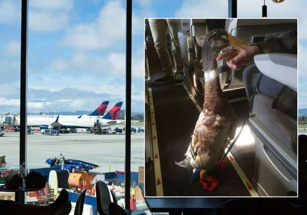 "תיבת נח בשחקים": חוק חדש צפוי לאסור על נוסעים לטוס עם חיות לתמיכה רגשית