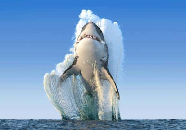 הסתנן לארה"ב: כריש לבן עצום חדר למימי פלורידה 