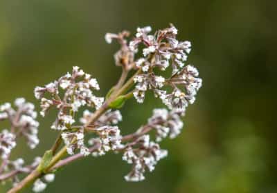 מכנים אותו "הווליום של הטבע": הצמח שמסייע לשינה ולחרדה