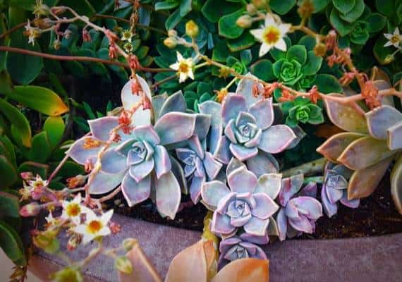 ניסיון הברחת צמחים בשווי 600 אלף דולר מקליפורניה לקוריאה הדרומית