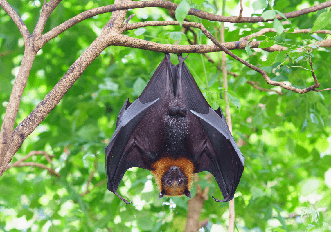 טקסס: ילד נדבק בכלבת כתוצאה מנשיכת עטלף
