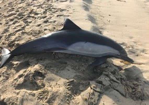 תעלומה בדרום קליפורניה: מי ירה בדולפין שנשטף אל החוף?
