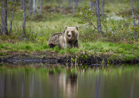 ווייומינג: דב הרג מדריך ירי