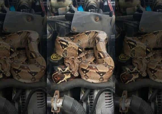 מצא לו מקום לנוח: נחש חנק עצום נמצא מתחת למכסה מנוע