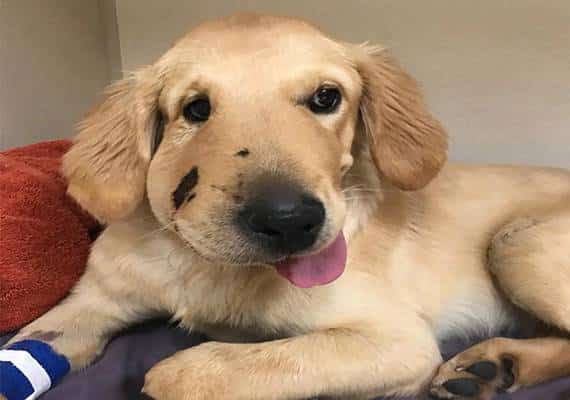 גיבור היום: כלב זינק על נחש שהתקיף את בעליו