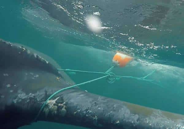 בזכות שינוי בחוק: הפחתה משמעותית בכמות הלוויתנים שנלכדו ברשתות דיג