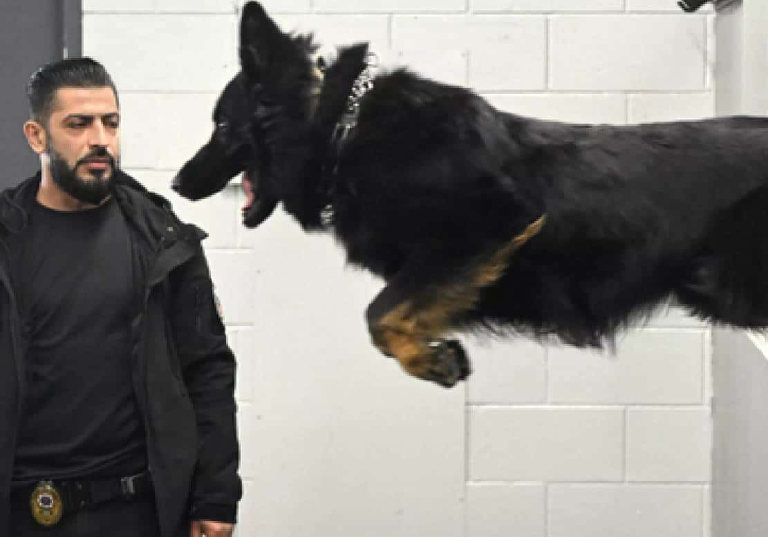 ‏האליטות בלוס אנג'לס מוציאות 150,000 דולר על כלבים להגנה ככל שהחששות מפשיעה מחריפות