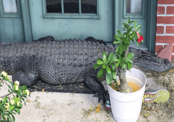 לואיזיאנה: אליגטור ענק הגיע לבית פרטי וטייל בגינה