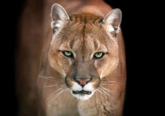 זוכרים את הרץ שהרג פומה בידיים חשופות? מסתבר שהוא לא היה כזה גיבור כמו שחשבנו