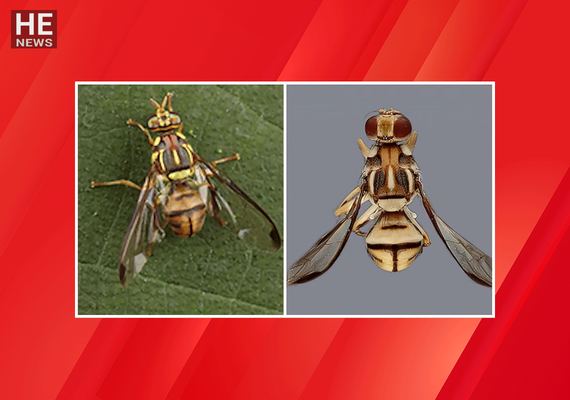 איום חדש ממזרח אסיה: אלפי משפחות במחוז לוס אנג'לס הוכנסו לסגר