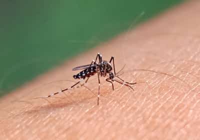 התרעת מסע עולמית: ה-CDC מזהיר מעלייה חריגה במקרי קדחת דנגי 