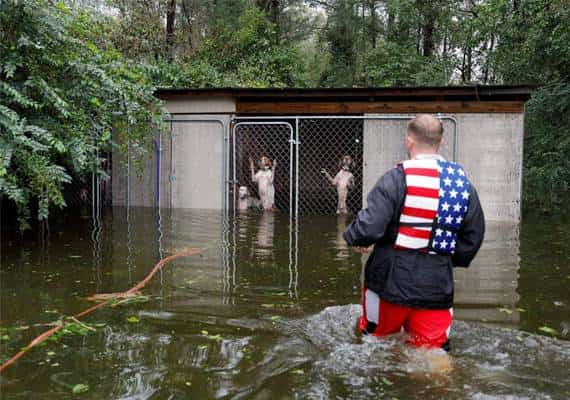 מרגש: כך חולצו 6 כלבים שננטשו בעת הוריקן "פלורנס"