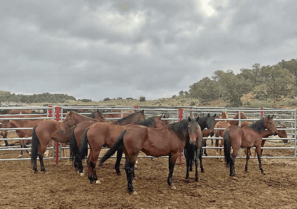 מחלה מסתורית מתפשטת בקולורדו: 85 סוסים מתו בפחות משבוע
