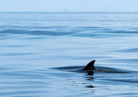מתקפת כרישים, שגרמה לפציעתם של שני גולשים, הביאה להשהיית תחרות גלישה בינלאומית באוסטרליה 
