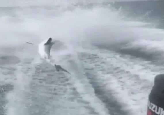 התעללות קשה בכריש: תושב פלורידה ישלח לכלא