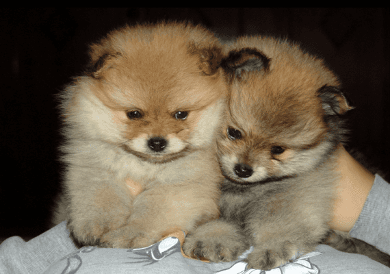 החל מ-2019: קליפורניה מגבילה את מכירת חיות המחמד כדי להילחם במטחנות הגורים