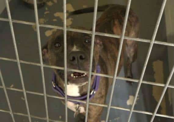 אישה טובה או פורעת חוק? על 27 כלבים וחתולים