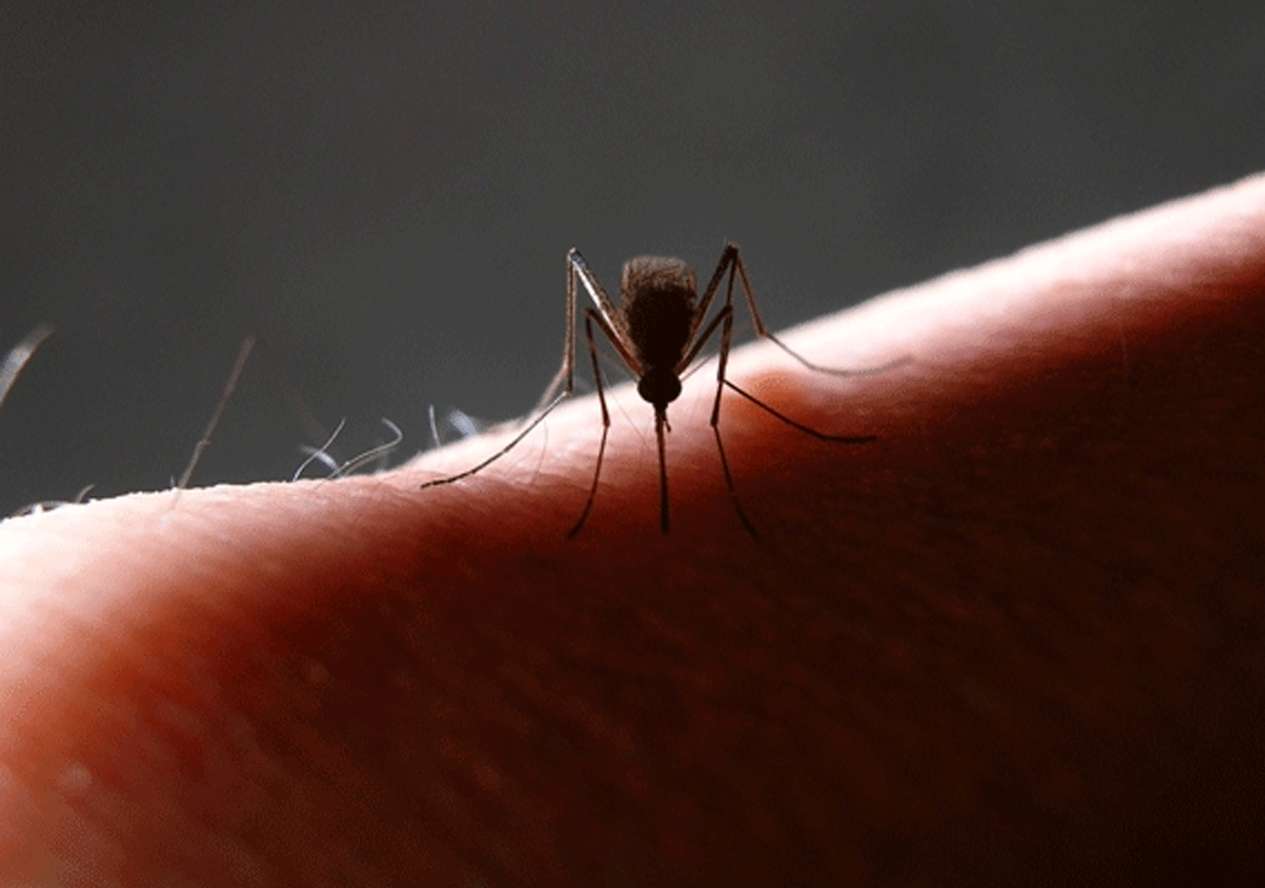 התפרצות קדחת דנגי ברחבי פלורידה: עשרות מקרי הידבקות אובחנו כתוצאה מעקיצת יתושים