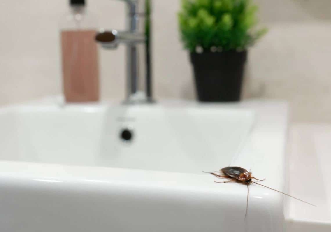 מחפש שותפים? חברה בקליפורניה מציעה 2000 דולרים בתמורה לשחרור 100 ג'וקים בביתך