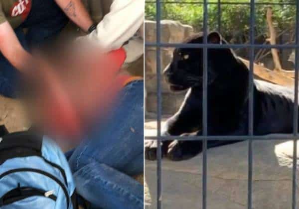 הסלפי שיצא משליטה: יגואר תקף אשה בגן חיות