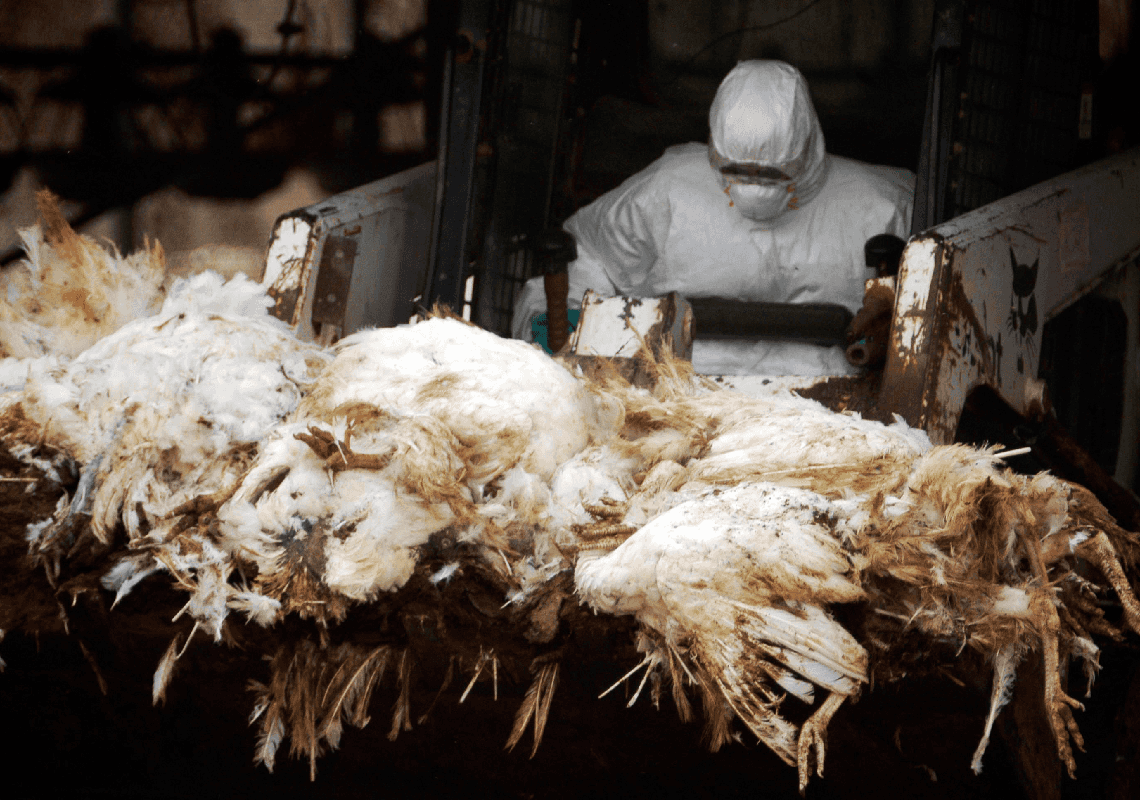 שפעת העופות מתפשטת בארה"ב: מדינות נוספות מדווחות על מקרים מאומתים