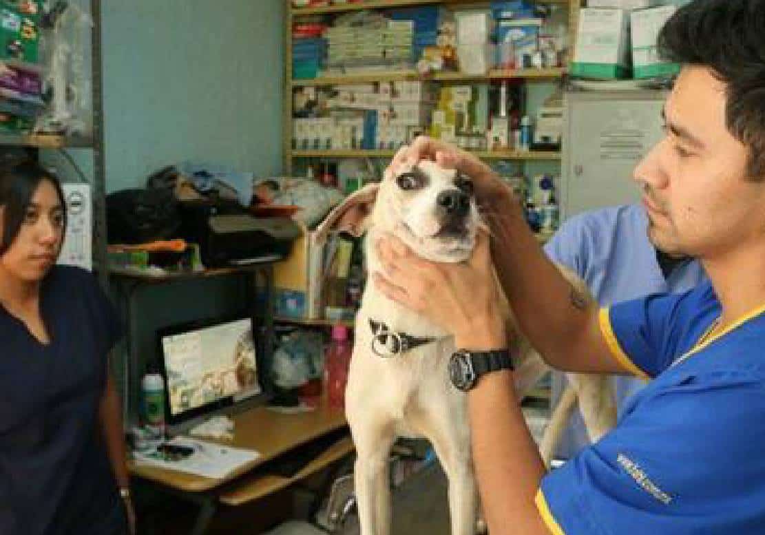 תופעה: ‏בעלי חיות מחמד אמריקאים פונים לווטרינרים במקסיקו לקבלת טיפול זול