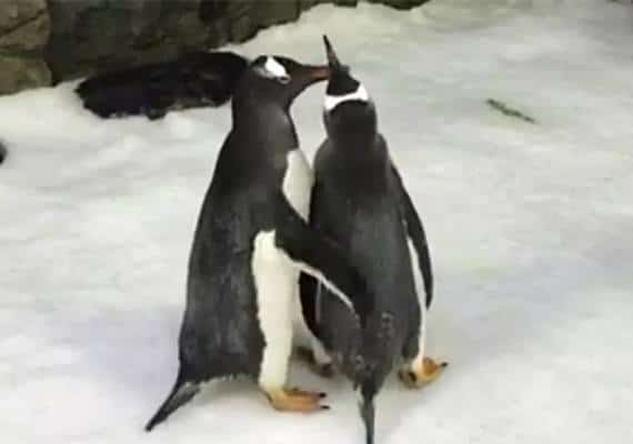 אוסטרליה: הכירו שני פינגווינים זכרים שמצפים ל"ילד" ראשון