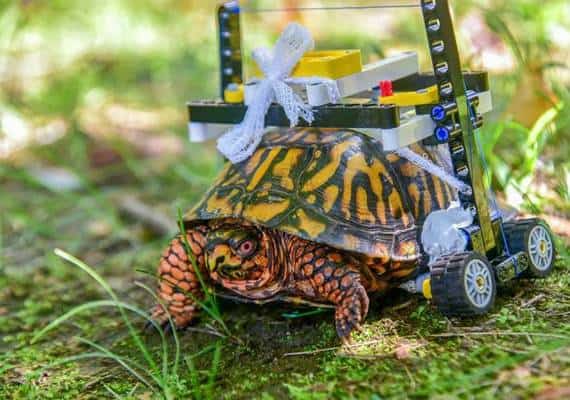 צב סבל משברים בשריונו, גן החיות בנה לו כיסא גלגלים מלגו