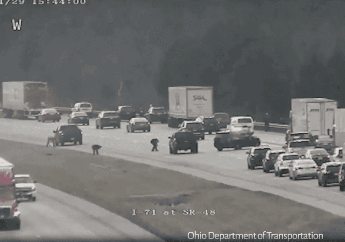 אוהיו: תיק עם מזומן נזרק בכביש מהיר - והנהגים ניסו לתפוס כמה שיותר דולרים 